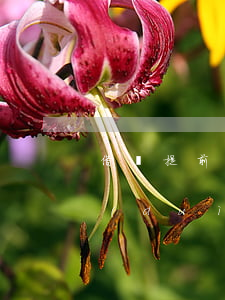 借唄提前還款還不清，如何應(yīng)對(duì)借唄提前還款后仍需繼續(xù)還款的情況？